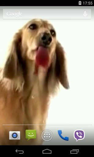 Dog Licks Screen Video LWP截图3