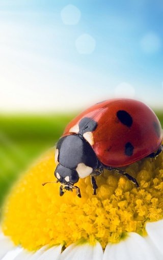 Ladybug Live Wallpaper截图5