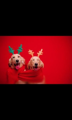 Christmas Photo Live Wallpaper截图2