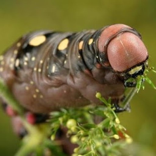 Insects jigsaw puzzles截图11