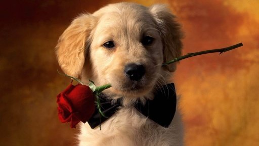 Dog HD Live Wallpaper Animals截图1