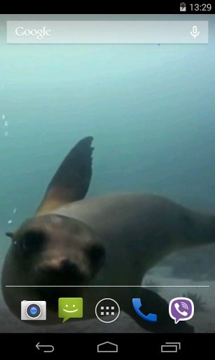 Fur seal Video Live Wallpaper截图4