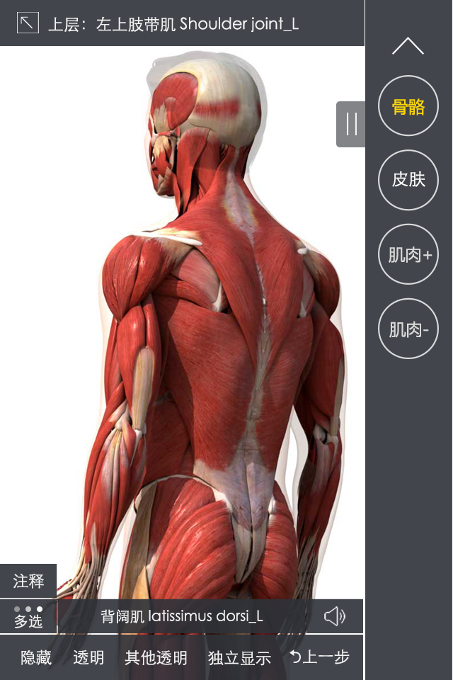 3DBody肌肉解剖截图3