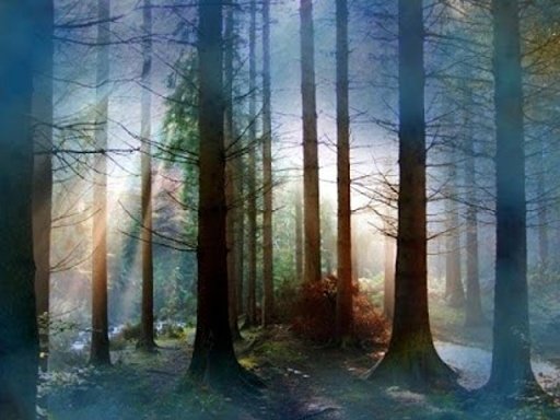 Forest Wallpapers II截图3