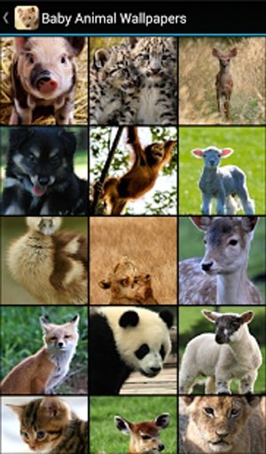 Baby Animal Wallpapers截图2