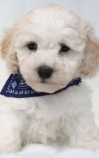 Maltipoo Cute Dog Wallpapers截图2