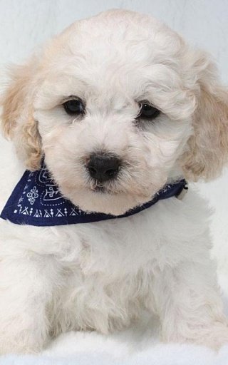 Maltipoo Cute Dog Wallpapers截图3