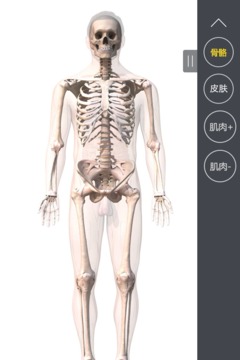 3DBody肌肉解剖截图