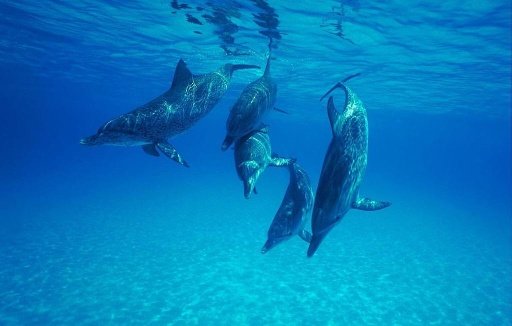 Cute Dolphin Wallpapers HD截图3