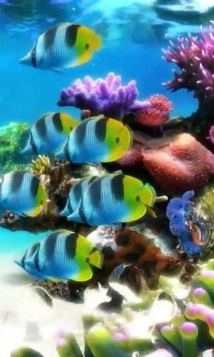 Aquarium 2 live wallpaper截图1