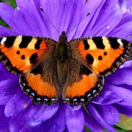 Insects jigsaw puzzles截图9