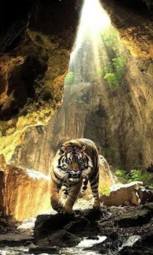 Tigers Sounds live wallpaper截图1