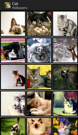 Cat - HD Wallpapers截图3