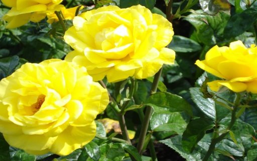 Yellow Rose LWP截图4