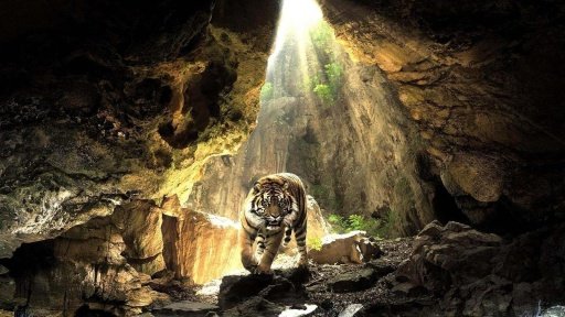 Tiger HD wallpaper截图7