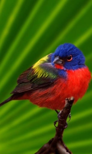 3D Flying Birds Live Wallpaper截图1