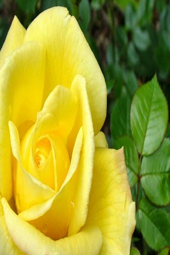 Yellow Rose LWP截图3