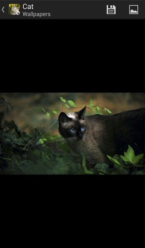 Cat - HD Wallpapers截图4