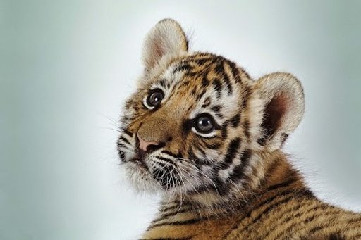 Tiger HD wallpaper截图10