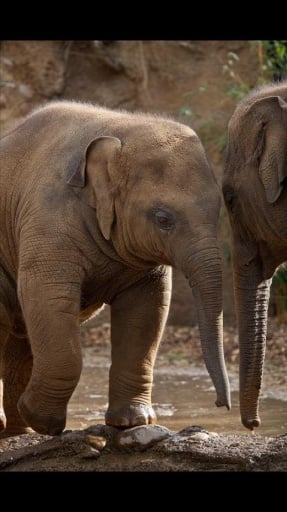 Baby Elephant Wallpapers截图2