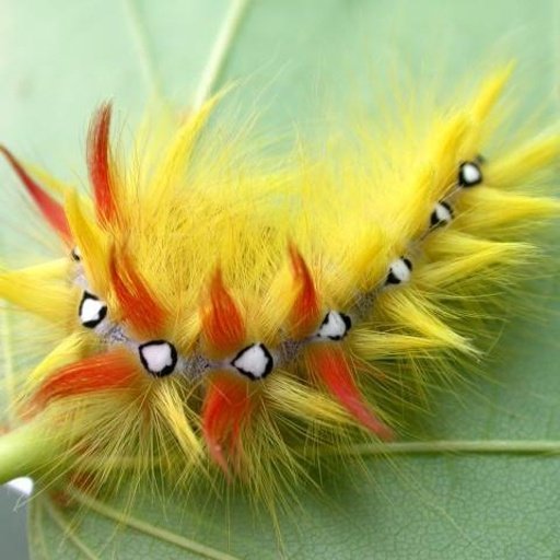 Insects jigsaw puzzles截图4