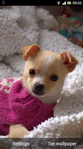 Chihuahua Puppies Wallpapers截图6