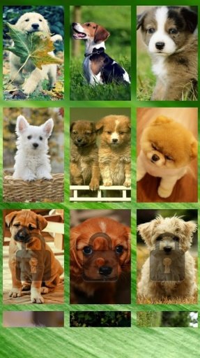 Cute Puppy Puzzle截图1