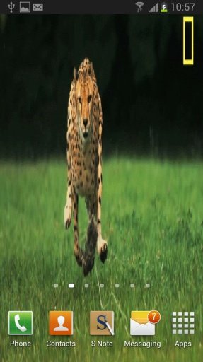 Cheetah HD Live Wallpaper Free截图2