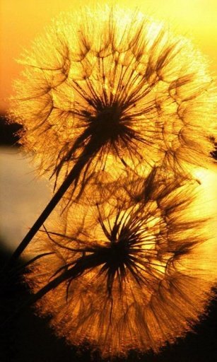 Dandelion Wallpaper截图2