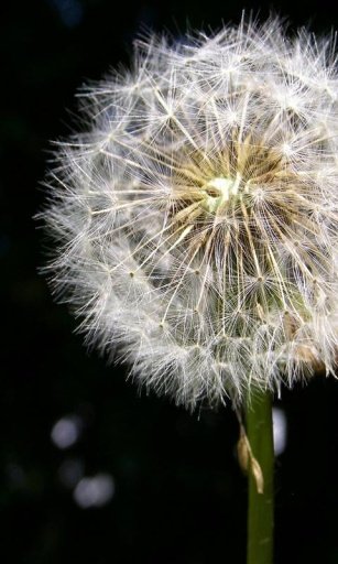 Dandelion Wallpaper截图3