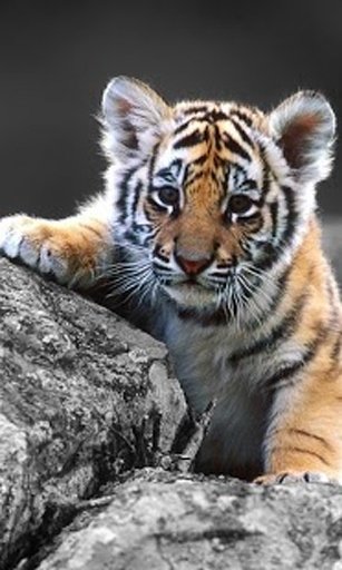 Tigers Sounds live wallpaper截图8