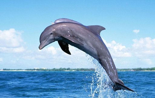 Cute Dolphin Wallpapers HD截图4