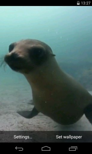 Fur seal Video Live Wallpaper截图1