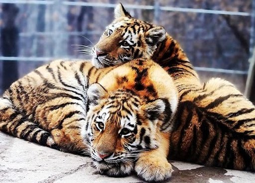 Tigers Sounds live wallpaper截图4