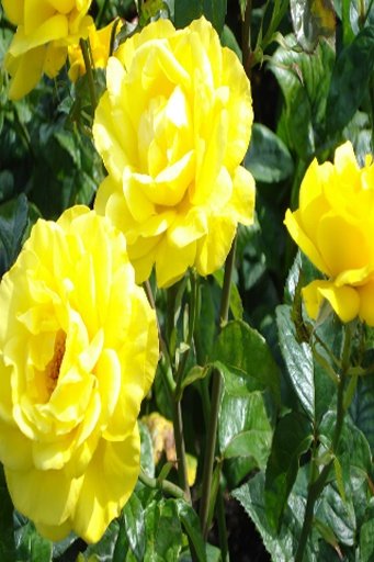 Yellow Rose LWP截图1