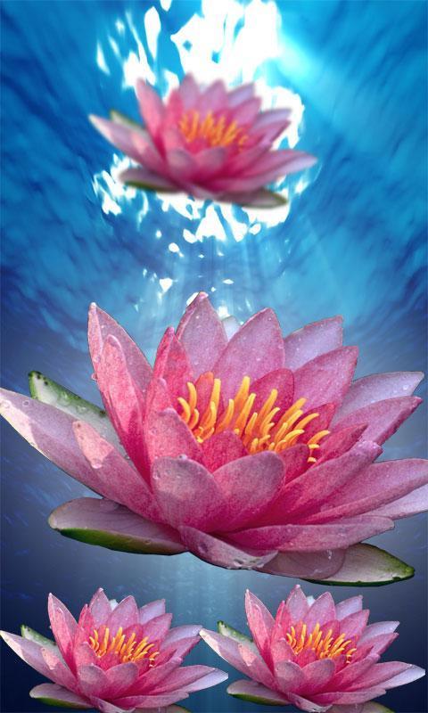 Lotus Flower LiveWall截图4