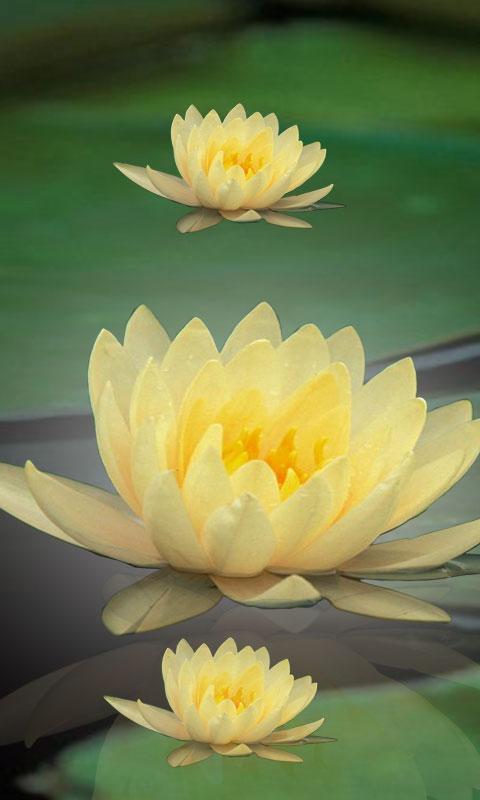 Lotus Flower LiveWall截图5