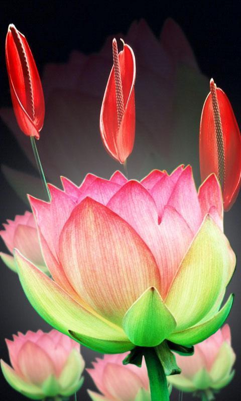 Lotus Flower LiveWall截图2