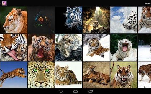 Tiger HD wallpaper截图1