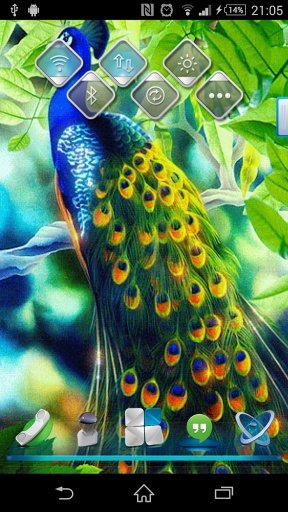 Peacock Live Wallpaper截图3