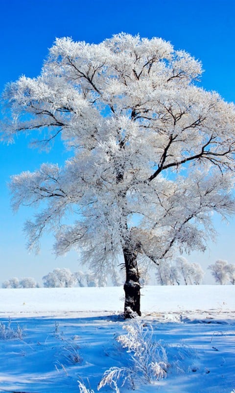 吹雪花玩截图3