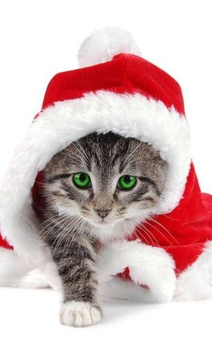 Xmas Kitty Live Wallpaper截图3