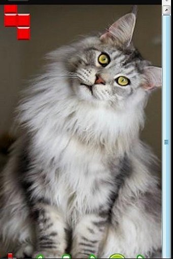 The Talking Maine Coon Cat截图4