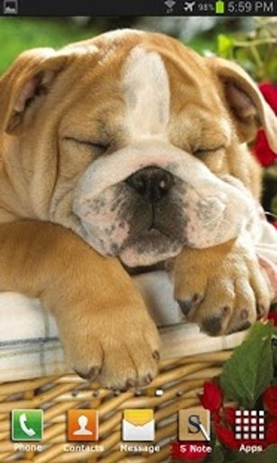 Sleeping Dog Wallpaper截图2