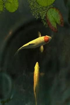 Beautiful Koi Fishes In Pond截图
