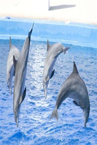 海豚的声音铃声 The sound of dolphins Ringtone截图1