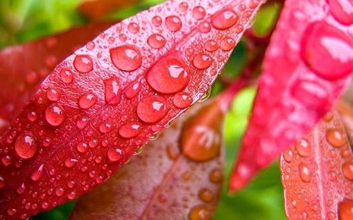 Water Drops Live Wallpapers截图4