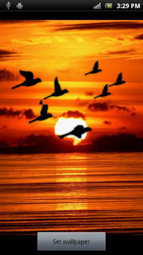 Bird Flock Live Wallpaper截图