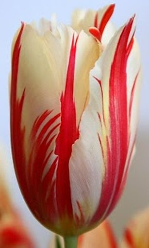 Tulip Flower Live Wallpapers截图8