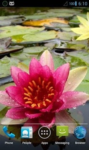 Magic Touch : Water Lily截图4